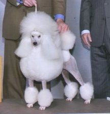 Aery Miniature Poodles