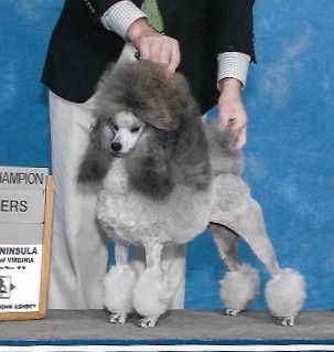 aery poodles