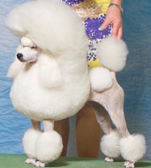 aery poodles